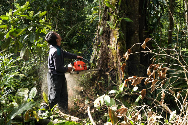 How Our Tree Care Process Works  in  Ravenswood, WV