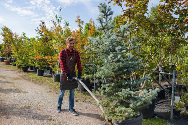 Ravenswood, WV Tree Services Company